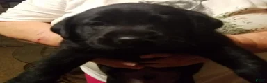 Oscar