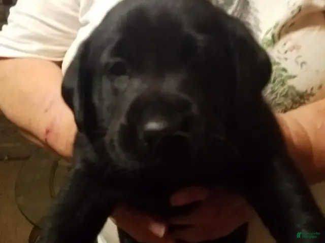 Labrador Retriever dogs for sale: Oscar - Ad 24