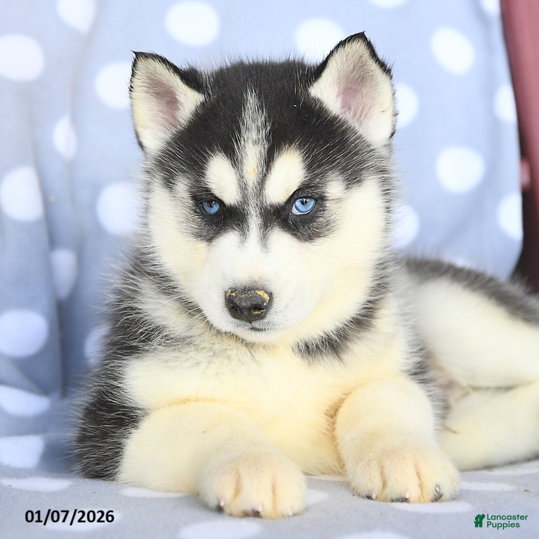 Siberian Husky dogs for sale: Angus - Ad 4