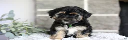 Maltipoo dogs for sale: Bear - Ad 4