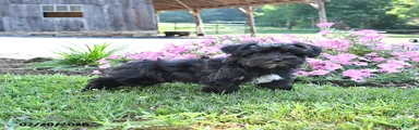 Oreo