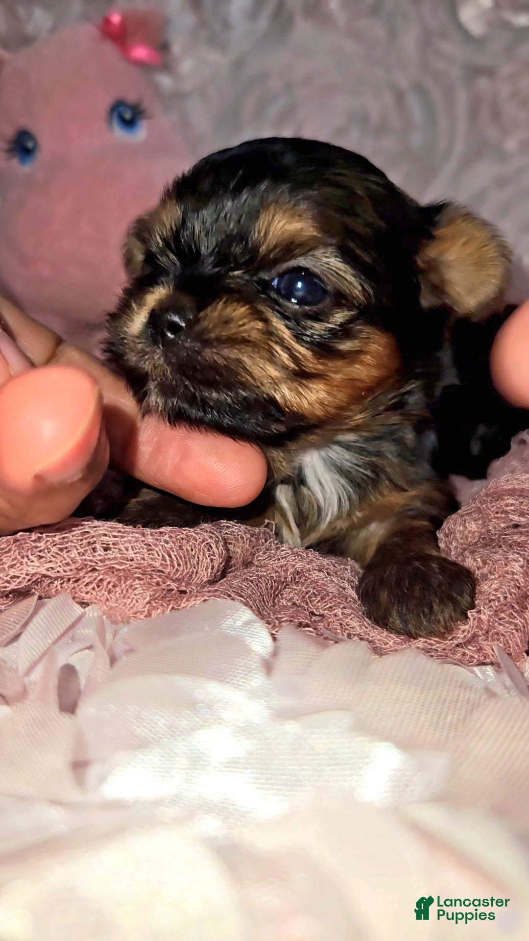 Yorkshire Terrier dogs Yorkshire Terrier Puppy 2 - Ad 2