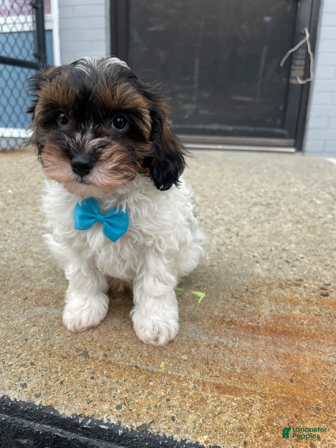 Cavapoo dogs for sale: Cavapoo Puppy 1 - Ad 1