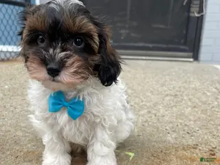 Cavapoo dogs Cavapoo Puppy 1 - Ad 20