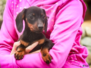 Dachshund dogs - Ad 19