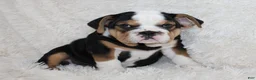 English Bulldog dogs for sale: Mabel - Ad 10