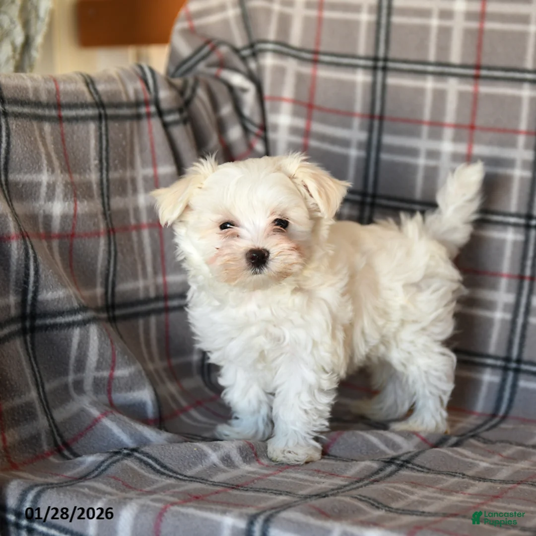 Maltese dogs for sale: Sammy - Ad 1