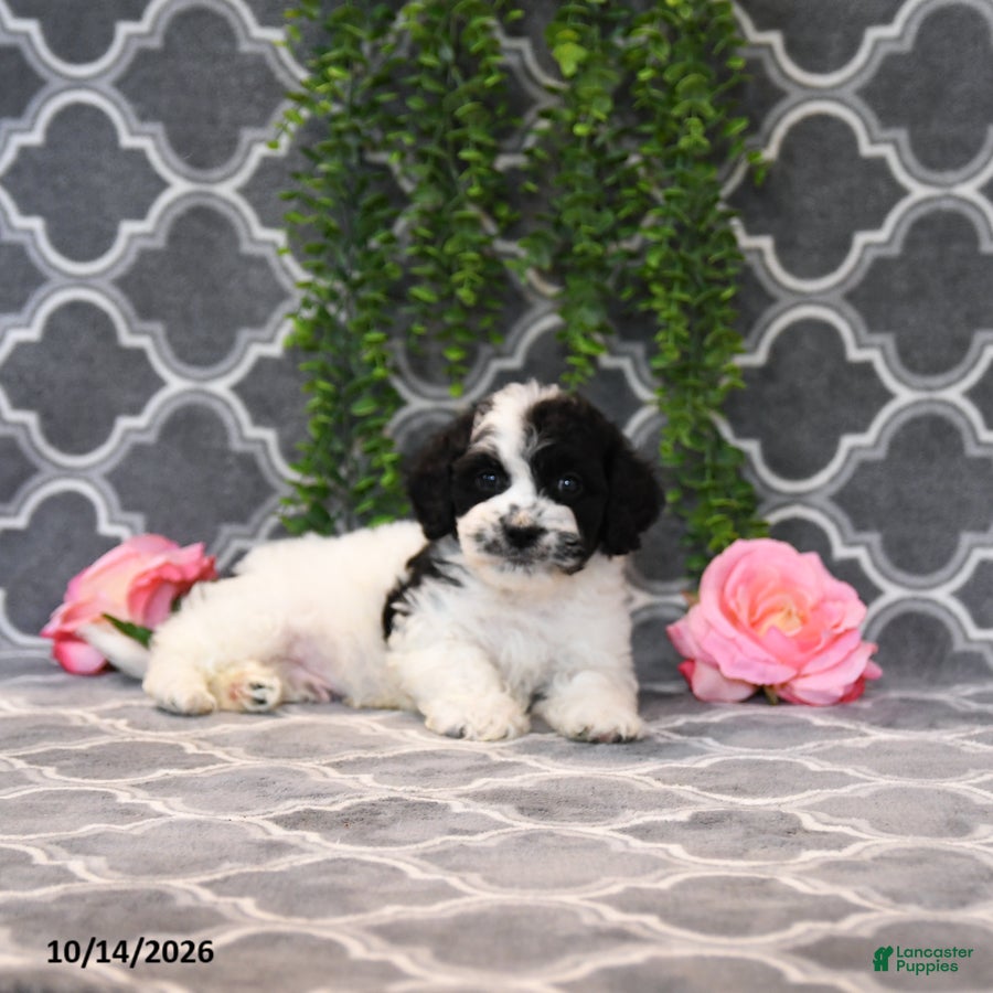 Havapoo dogs Bob - Ad 2