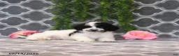 Havapoo dogs for sale: Bob - Ad 2