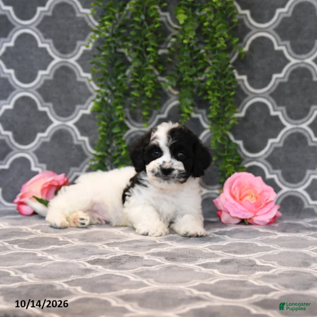 Havapoo dogs for sale: Bob - Ad 2