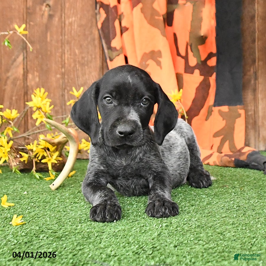 German Shorthaired Pointer dogs Lucky - Ad 1