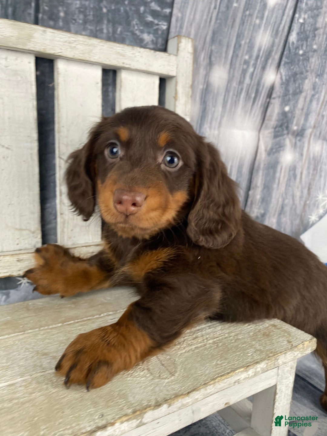 Miniature Dachshund dogs for sale: Lexi - Ad 6