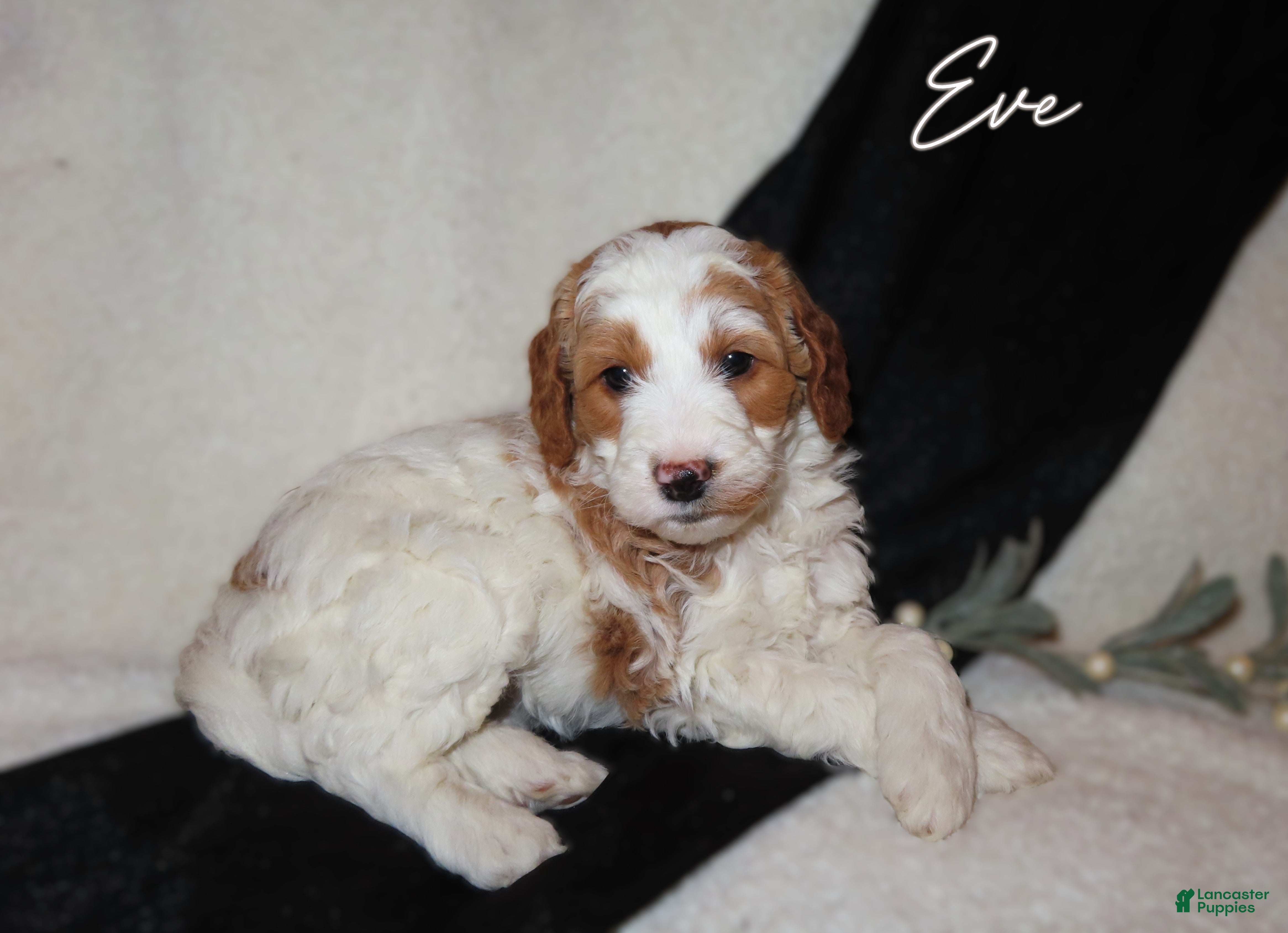 Mini Goldendoodle dogs Eve - Ad 5