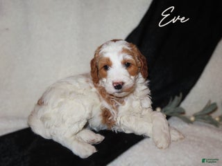 Mini Goldendoodle dogs Eve - Ad 42