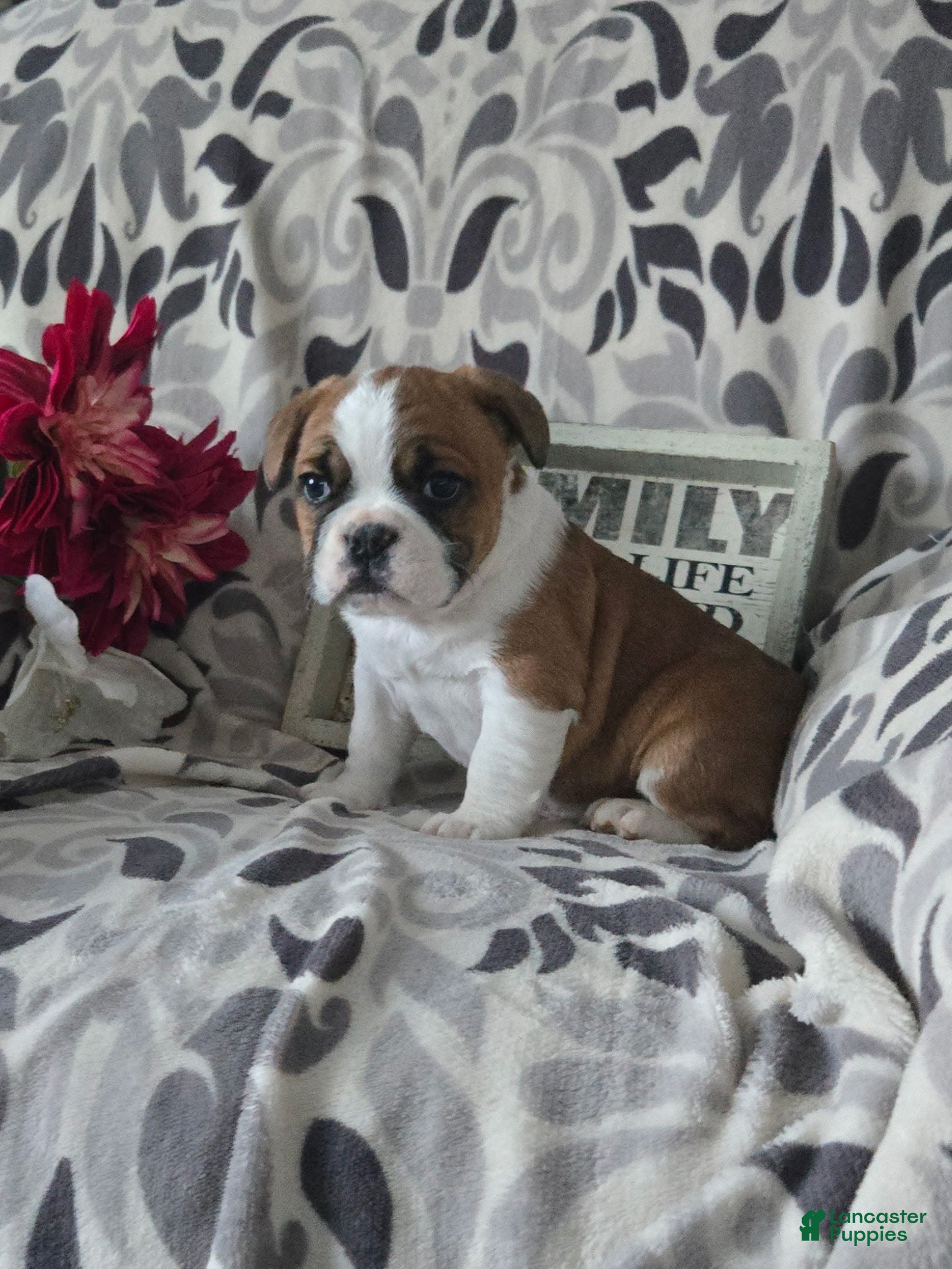 Mixed Breed dogs Charles - Ad 2