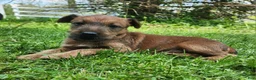 Irish Terrier dogs for sale: Brook - Ad 4