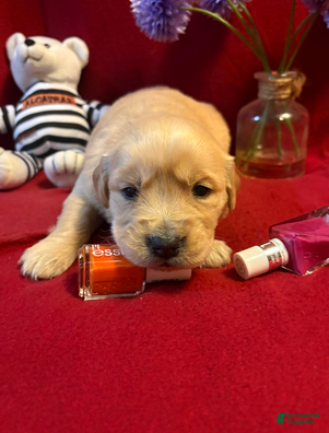 Golden Retriever dogs Ramie - Ad 15