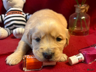 Golden Retriever dogs Ramie - Ad 33