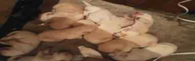 Labrador Retriever 6