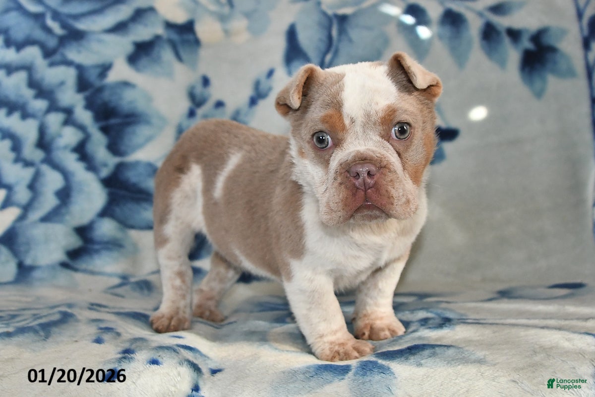 Beabull dogs Poinsetta - Ad 2