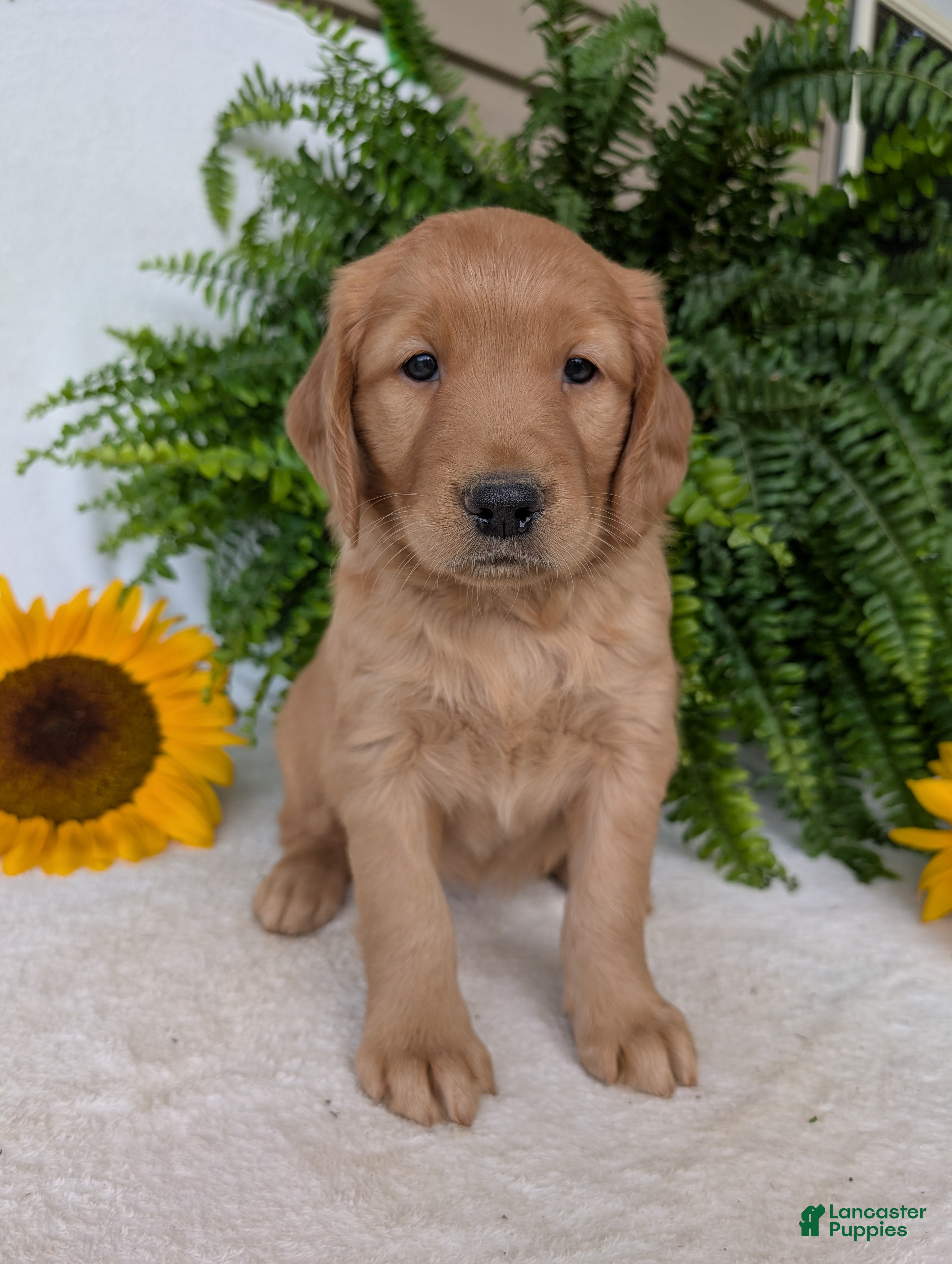 Golden Retriever dogs Honey  - Ad 2