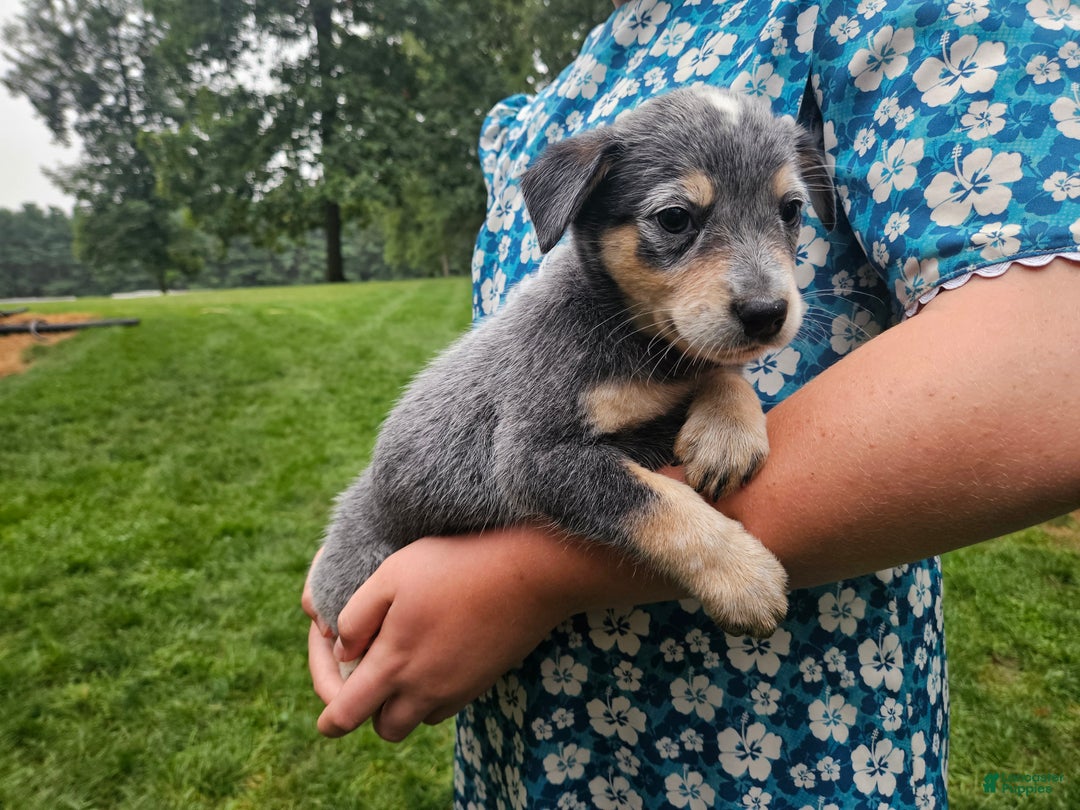 Blue Merle Blue Eyed Cattle Dog Blue Heeler Female Dog Outlet