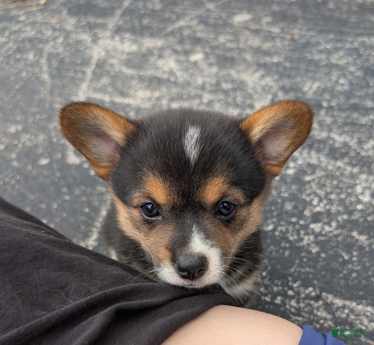 American Corgi dogs Sammy Girl - Ad 1
