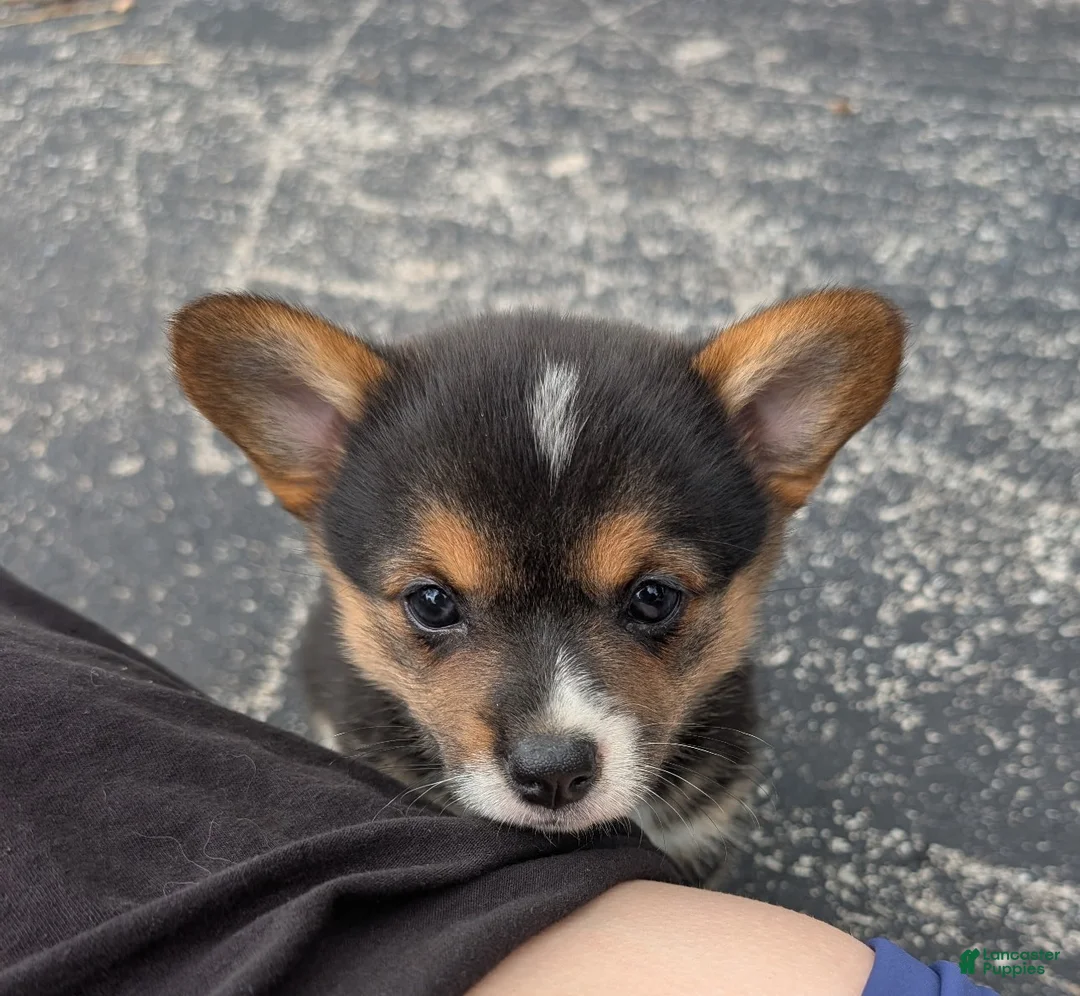American Corgi dogs for sale: Sammy Girl - Ad 1