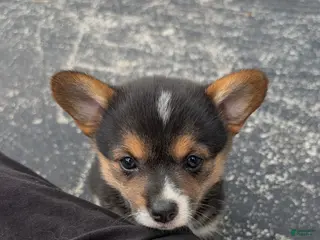 American Corgi dogs for sale: Sammy Girl - Ad 3