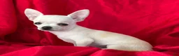 Chihuahua dogs for sale: Lina Apple head - Ad 3