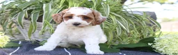 Mini Goldendoodle dogs for sale: Blizzard - Ad 2