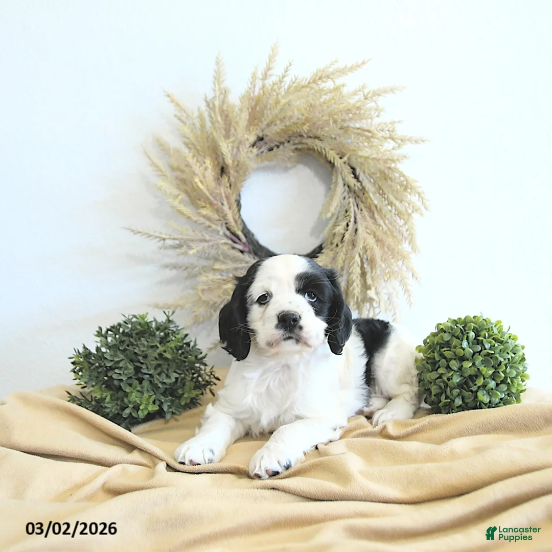 English Cocker Spaniel dogs for sale: Izzy - Ad 2