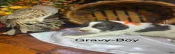 Brittany Spaniel dogs for sale: Gravy - Ad 3