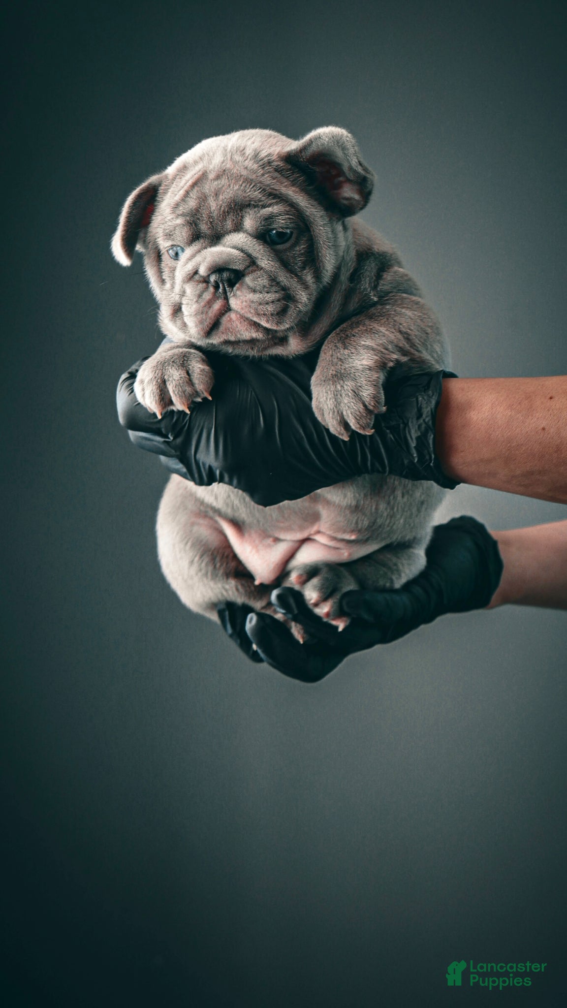 French Bulldog dogs for sale: Herceline - Ad 2