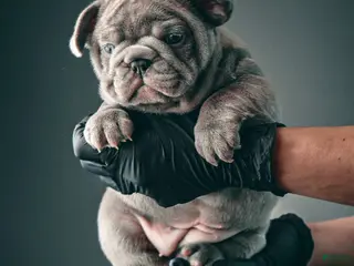 French Bulldog dogs for sale: Herceline - Ad 2