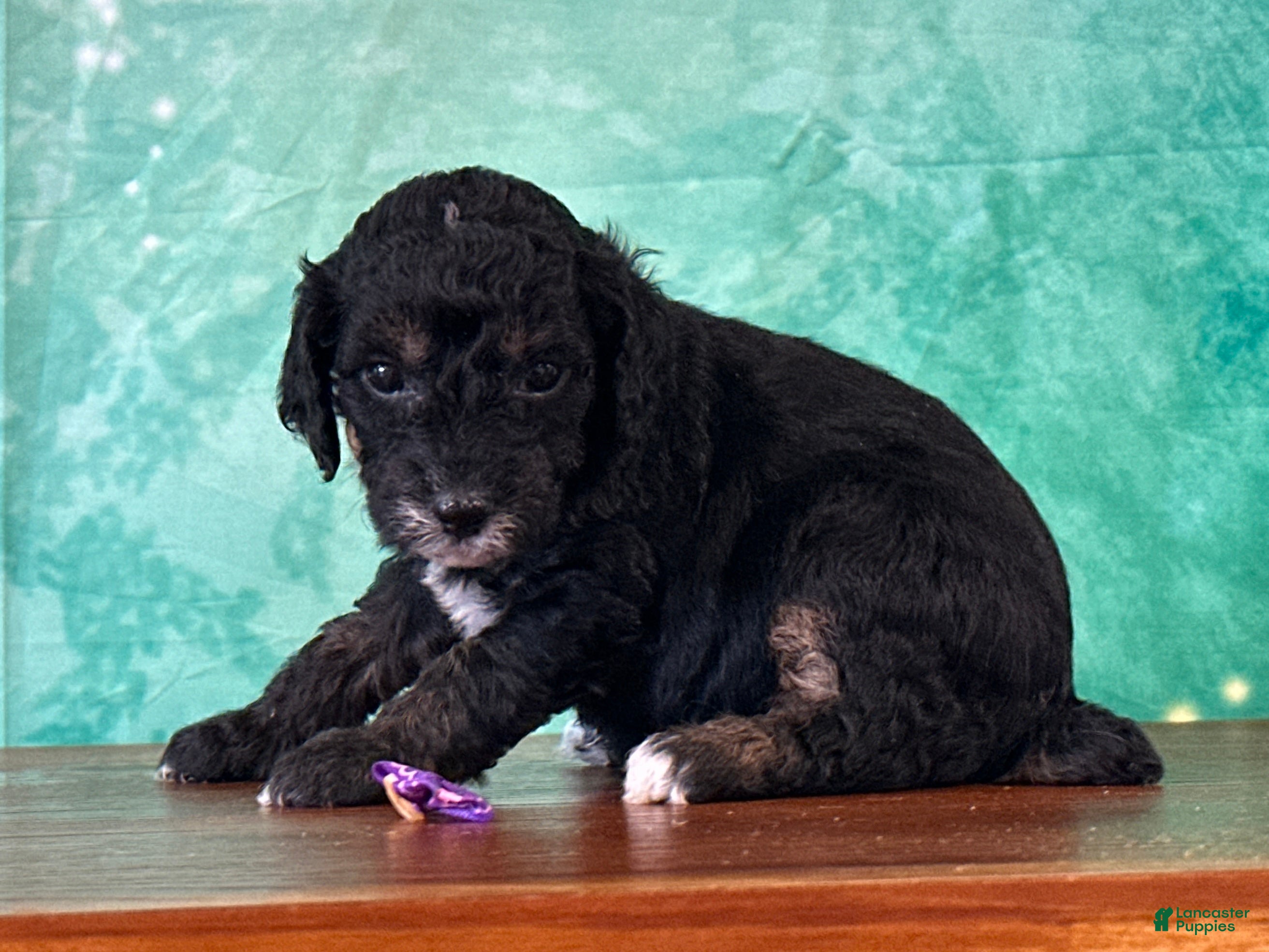 Miniature Poodle dogs Minnie - Ad 2