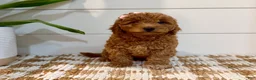 Mini Goldendoodle dogs for sale: Peach Collar 🐾🧡 - Ad 5