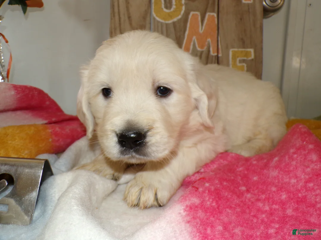 Golden Retriever dogs for sale: Golden Retriever Puppy 2 Karen - Ad 2