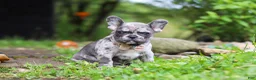 French Bulldog dogs for sale: Jewel - Ad 5