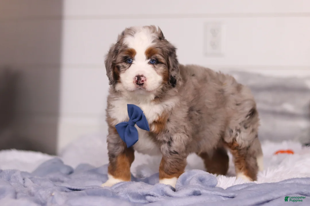 Mini Bernedoodle dogs for sale: Bojack - Ad 2