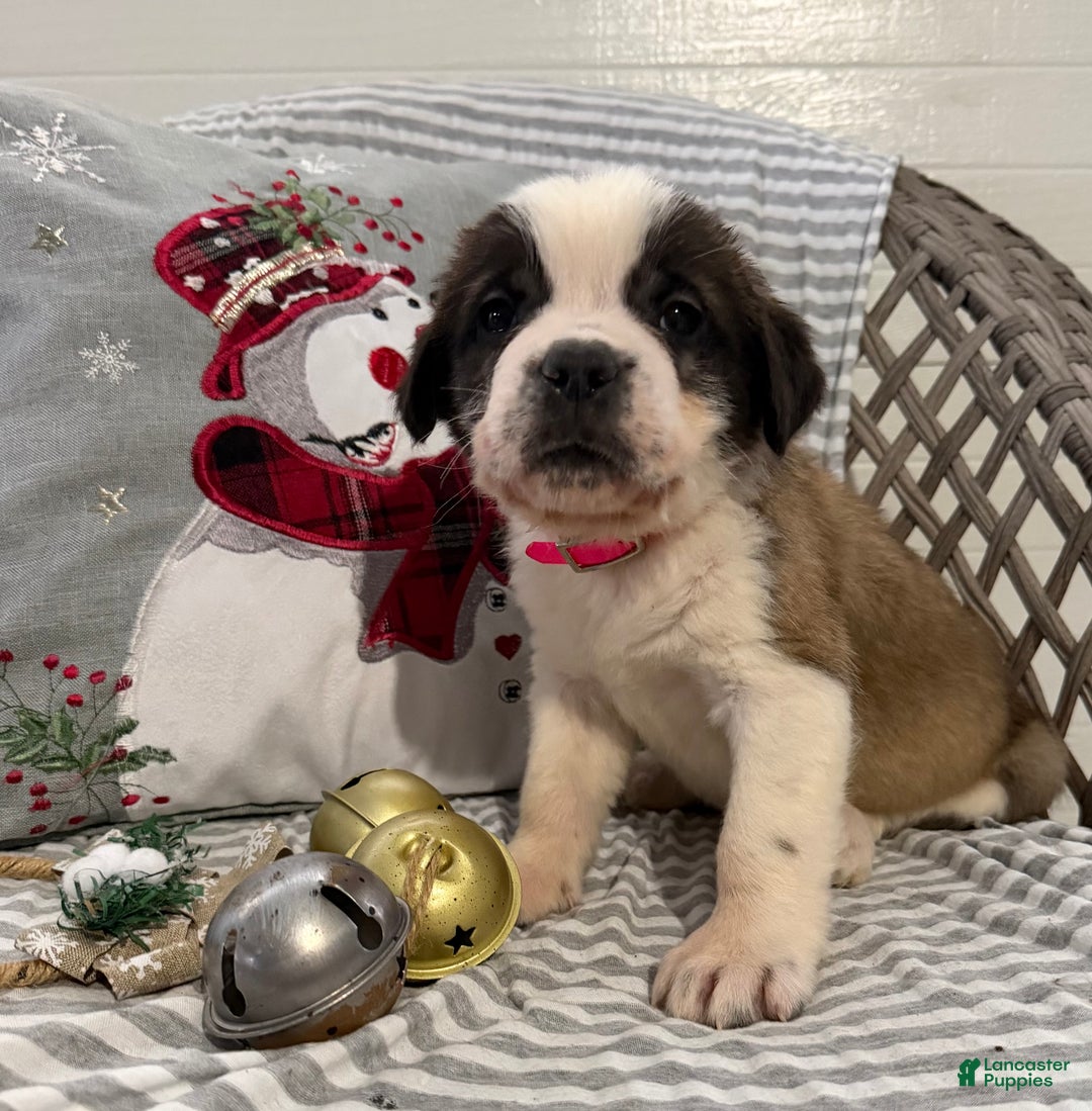 Saint Bernard dogs for sale: Luna - Ad 4