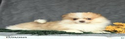 Pomeranian dogs for sale: Felix - Ad 4