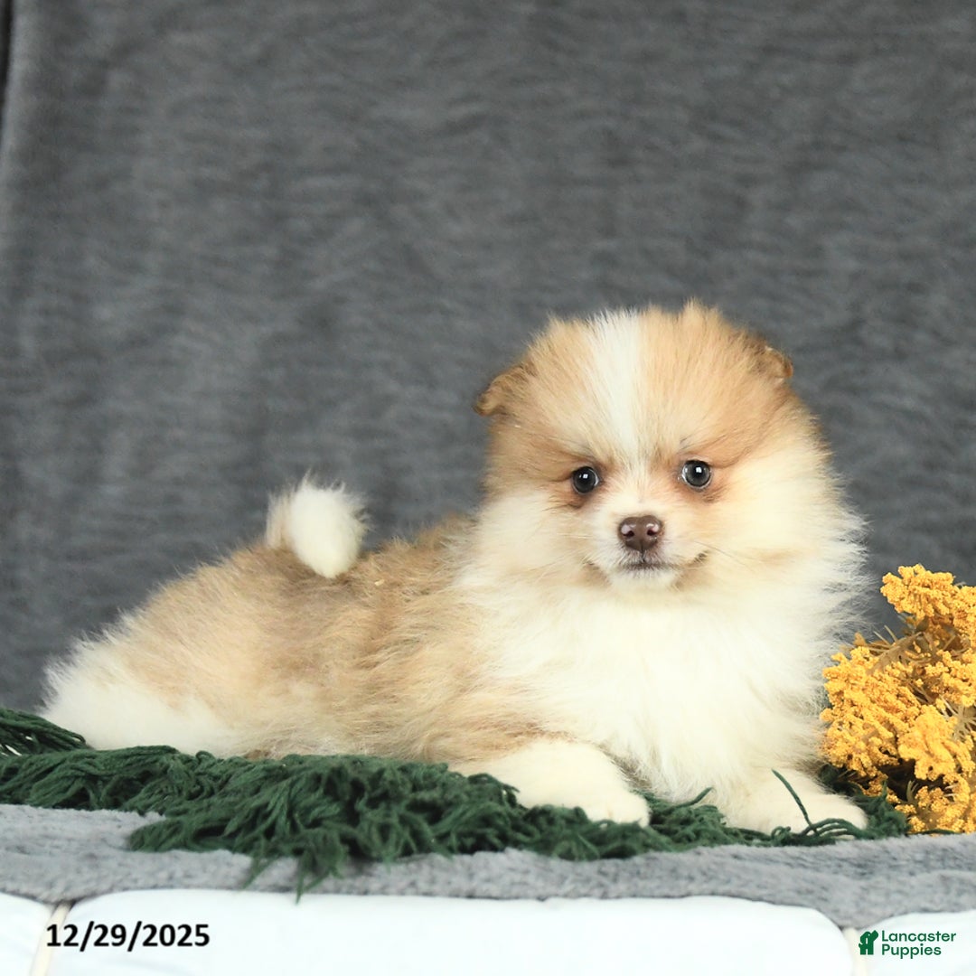 Pomeranian dogs for sale: Felix - Ad 4