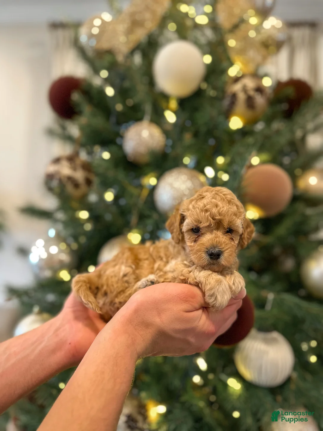 Mini Goldendoodle dogs for sale: Olive  - Ad 7
