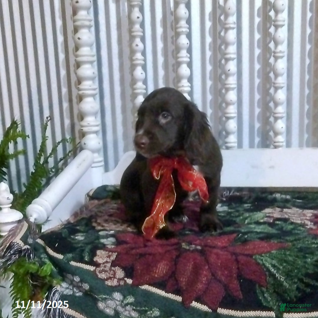 English Cocker Spaniel dogs for sale: Dallas - Ad 7