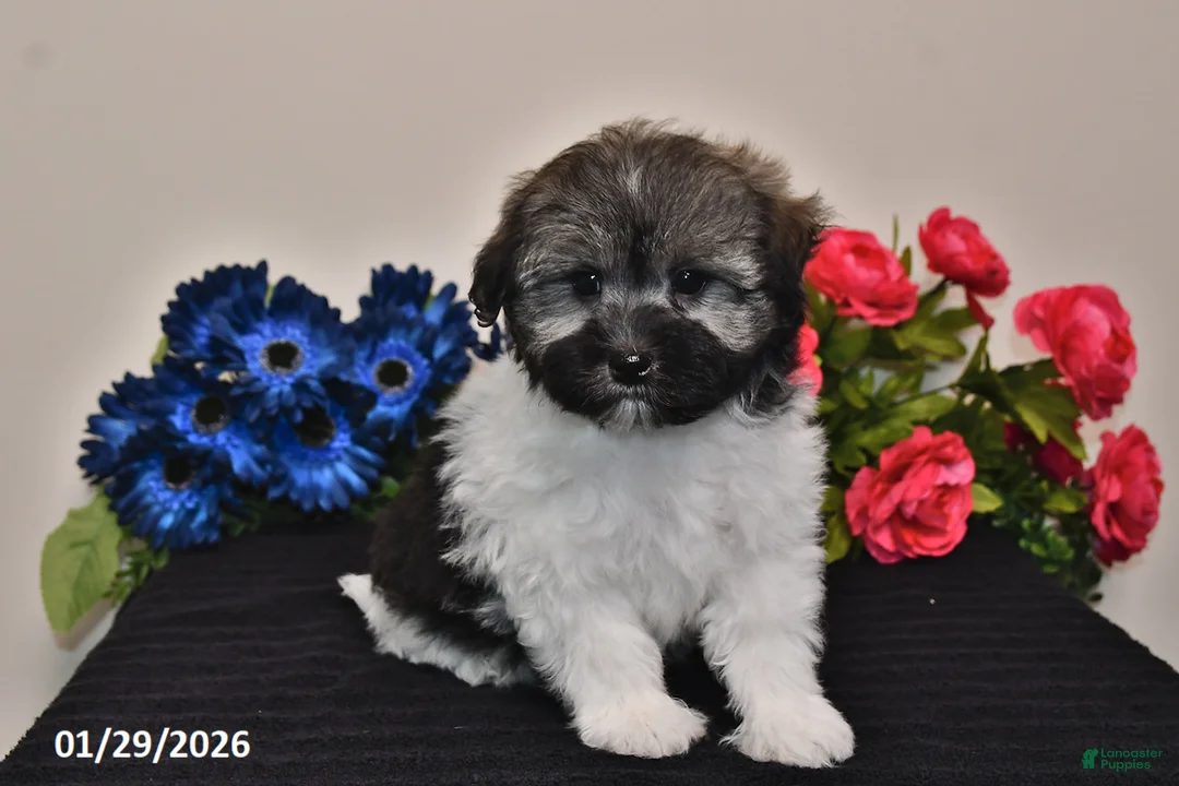 Havanese dogs for sale: Tara - Ad 4