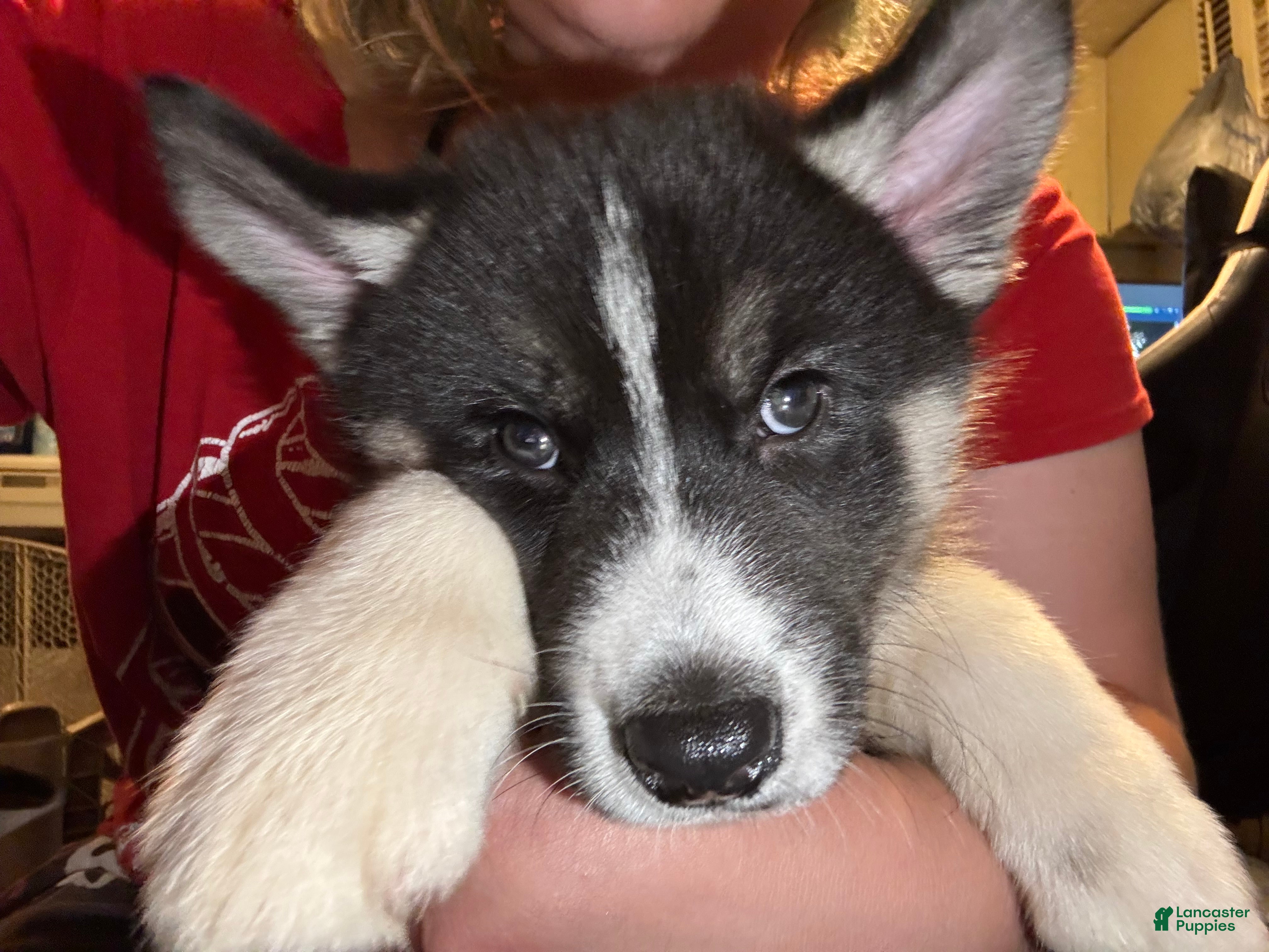 Siberian Husky dogs Ace - Ad 9