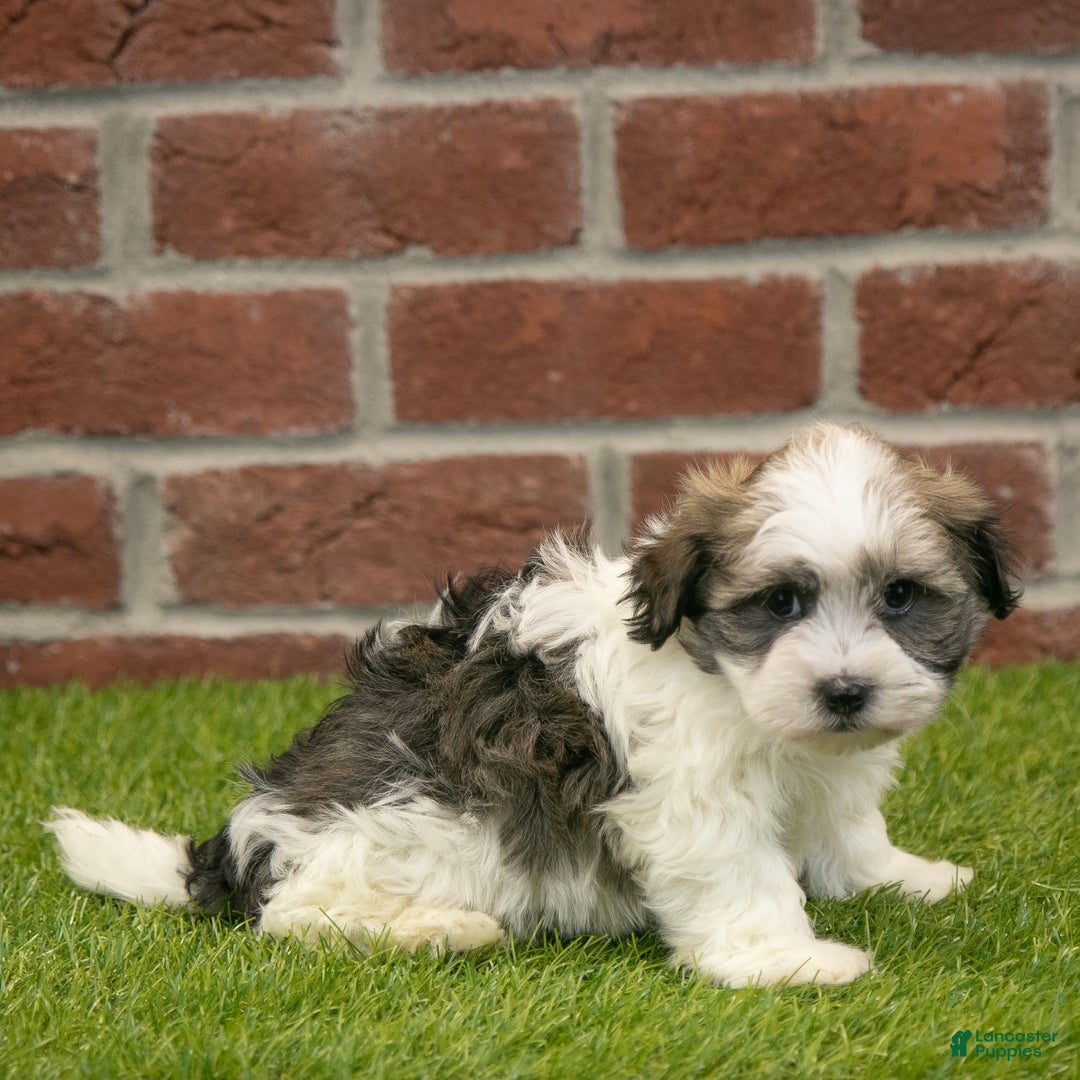 Havapoo dogs for sale: Ace - Ad 4