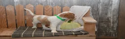 Cavalier King Charles Spaniel dogs for sale: Wrenly - Ad 12