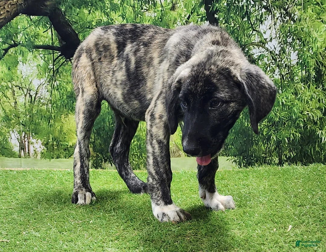 Anatolian Shepherd dogs for sale: Dusty 2026 Female 6 - Ad 1